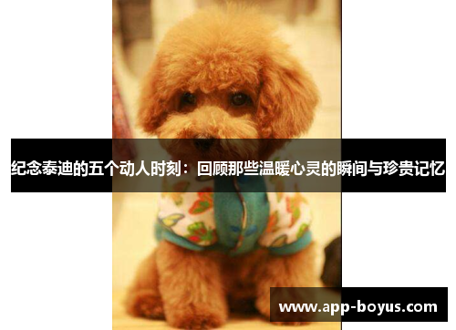 纪念泰迪的五个动人时刻：回顾那些温暖心灵的瞬间与珍贵记忆